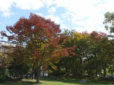紅色に染められた公園内の木
