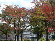 紅葉のすすむ公園内の木々