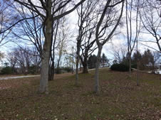 葉を落とした公園内の木々